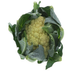 CHOU FLEUR PETIT 8PCS